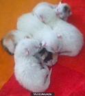 Vendo gatitos cruzados con persa y gata europea blanca - mejor precio | unprecio.es