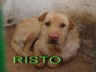 ADOPTA RISTO, NO TIENE PEDIGREE, PERO ES MUY BUENO Y CARIÑOSO.  PLAZO HASTA EL 28 DE DICIEMBRE ESTA EN LA PERRERA  DE HE - mejor precio | unprecio.es