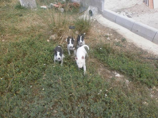 Bull terrier miniatura