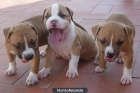 cachorros american staffordshire terrier en venta.precios asequibles - mejor precio | unprecio.es