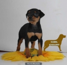 Mini Pincher,excelentes cachorros - mejor precio | unprecio.es