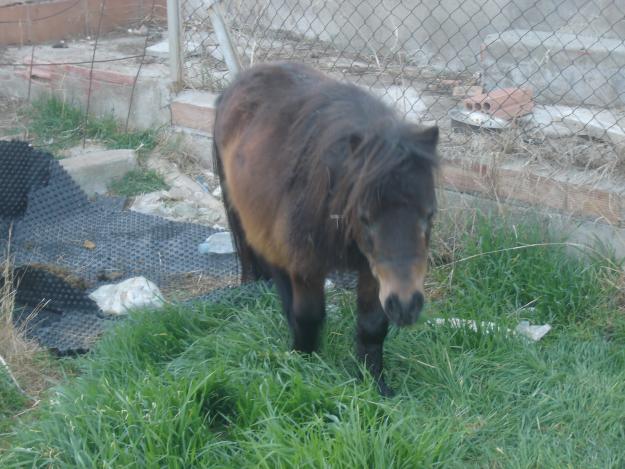 pony falabella de 76 cm