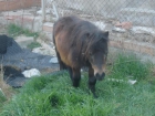 pony falabella de 76 cm - mejor precio | unprecio.es