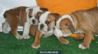 Vendo Bulldog ingles, impresionantes - mejor precio | unprecio.es