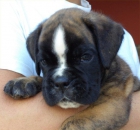 Boxer precioso cachorro - mejor precio | unprecio.es