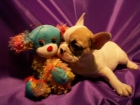 BULL DOG FRANCES calidad a su justo precio - mejor precio | unprecio.es