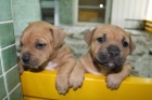 Cachorros American Staffordshire - mejor precio | unprecio.es