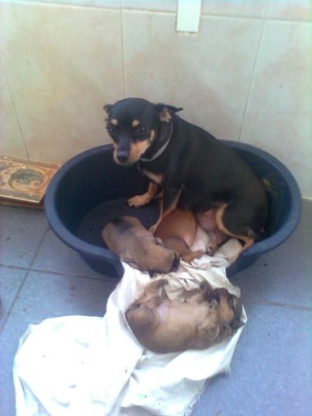 CACHORROS DE CHIWAWA