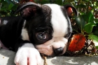 Camada Bulldog frances con todo documento. - mejor precio | unprecio.es