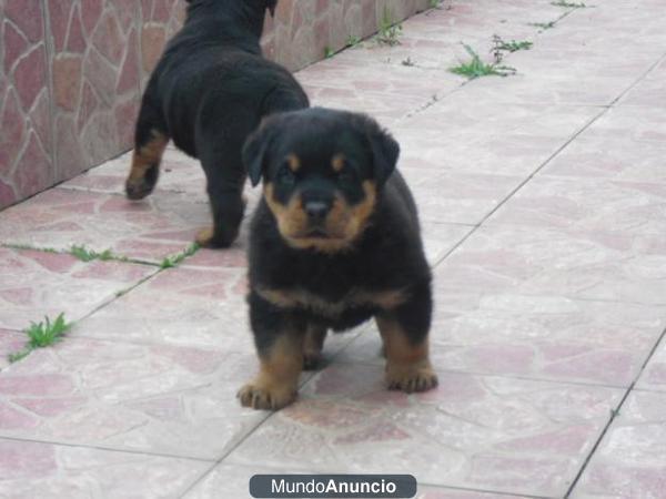 camada de rottweiler:machos y hembras de 1º calidad