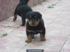 camada de rottweiler:machos y hembras de 1º calidad - mejor precio | unprecio.es