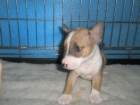 CHIHUHUAS, PERROS DE AGUA, DALMATA, BULL TERRIER, COCKER INGLES, ROTTWEILER, BOXER, YORKSHIRE TERRIER - mejor precio | unprecio.es