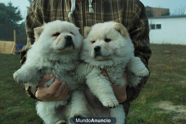 chow chow estupendos