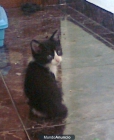 Gatitos de 1 mes en adopción - mejor precio | unprecio.es