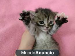 gatitos  una monada todo un regalo 680 16 11 15