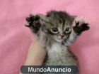 gatitos una monada todo un regalo 680 16 11 15 - mejor precio | unprecio.es