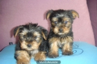 miniaturas de yorkshire terrier - mejor precio | unprecio.es