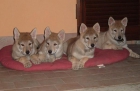 PERRO LOBO CEHCOSLOVACO, Cachorros - mejor precio | unprecio.es