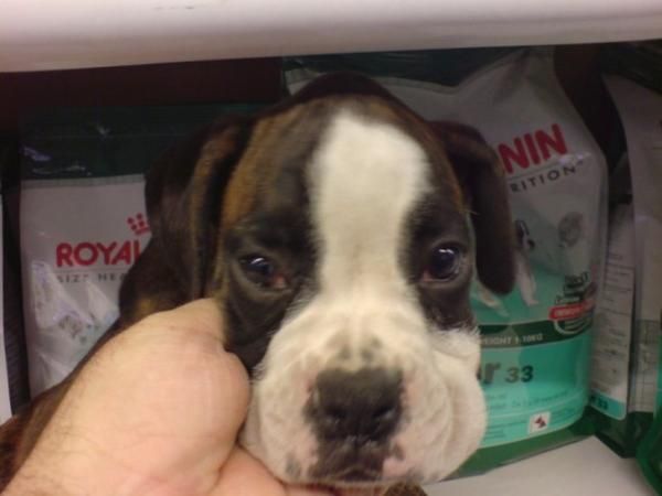 PERROS BOXER EXCELENTES LISTOS PARA LA VENTA
