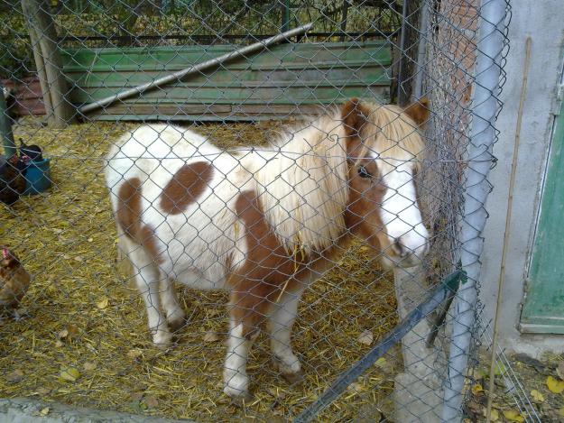 Precioso Pony Pio