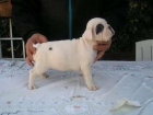 Real Bulldog Frances ¡ magnifica camada ! - mejor precio | unprecio.es