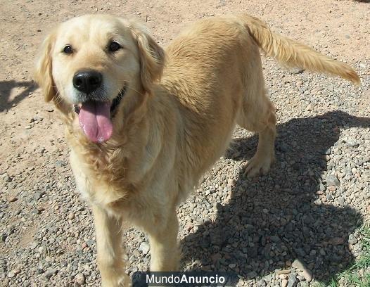 REGALO HEMBRA GOLDEN RETRIEVER
