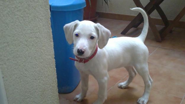 SE REGALA PERRITA