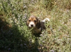 Beagles tricolores de ensueño - mejor precio | unprecio.es