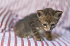Adopta GATITO de 1 MES. FOTOS . ES MUY BUENO. - mejor precio | unprecio.es
