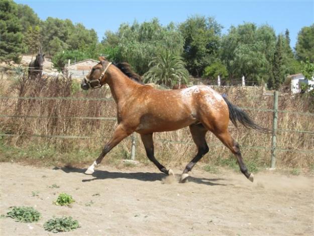 Appaloosa super Americano con papeles