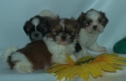 Cachorros de shih tzu, ¡maravillosos!. Madrid - mejor precio | unprecio.es