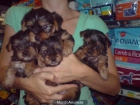 CACHORROS DE YORKSHIRE, PRECIOSOS 450 EUROS - mejor precio | unprecio.es