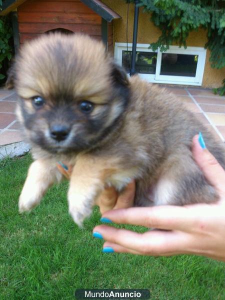 Cachorros pomerania con bilchon maltes