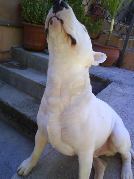 GRAN BULL TERRIER BLANCO