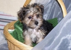 Hermoso Yorkshire Terrier cachorros - mejor precio | unprecio.es