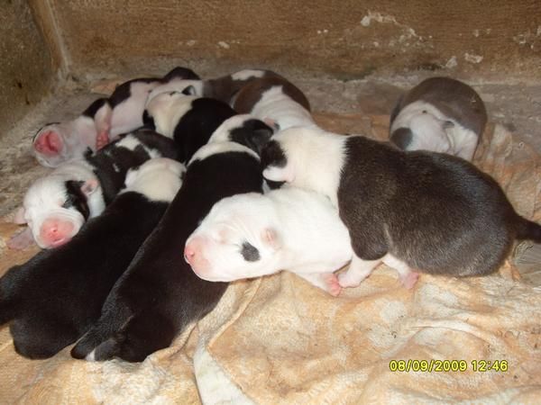 PERROS ANTICRISIS