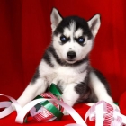 siberian husky cachorros en venta - mejor precio | unprecio.es