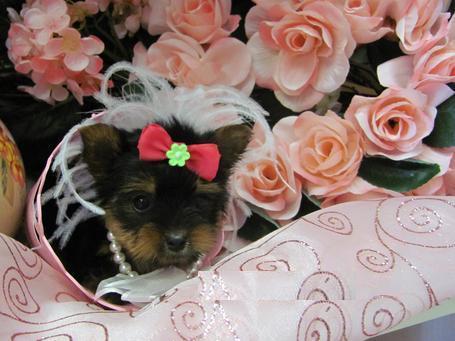 Yorkshire Terrier CACHORROS!! hombres y mujeres