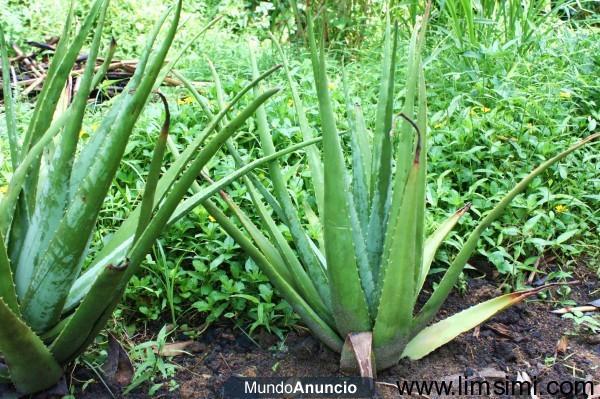 se venden hojas y plántulas de Áloe Vera