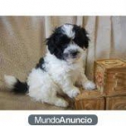 un Súper perrito de Shih Tzu - mejor precio | unprecio.es