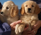 Cachorros de Golden, excelentes - mejor precio | unprecio.es