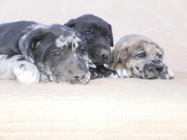 cachorrros