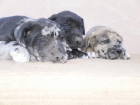 cachorrros - mejor precio | unprecio.es