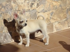 Chihuahuas La Donna Brava - mejor precio | unprecio.es