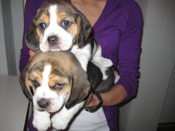 EL RINCON DEL CACHORRO BEAGLE DISPONIBLES