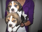 EL RINCON DEL CACHORRO BEAGLE DISPONIBLES - mejor precio | unprecio.es
