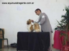 exelente oportunidad, vendo shihtzu nº 1 de Argentina - mejor precio | unprecio.es