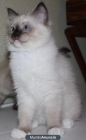 Gatitos Ragdoll con pedigree - mejor precio | unprecio.es