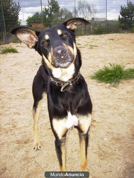 GRASS, CRUCE DE PASTOR ALEMAN EN ADOPCIÓN !!