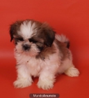 Impresionantes Shih-tzu ¡el cachorro que buscabas! - mejor precio | unprecio.es